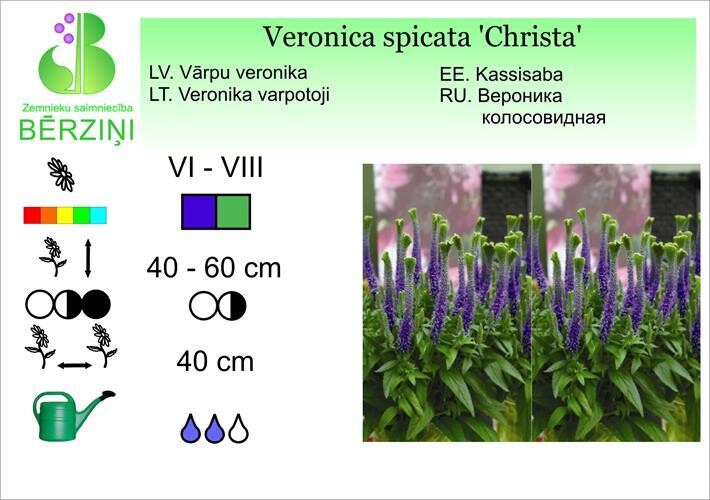 Veronica 'Christa', Veronika