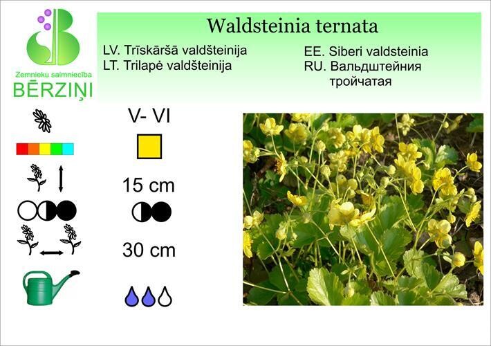 Waldsteinia ternata, Valdšteinija