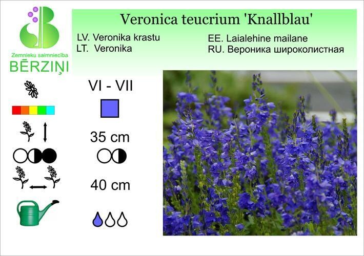 Veronica teucrium 'Knallblau', Veronika