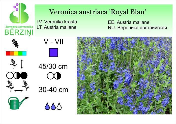 Veronica austriaca 'Royal Blau', Veronika