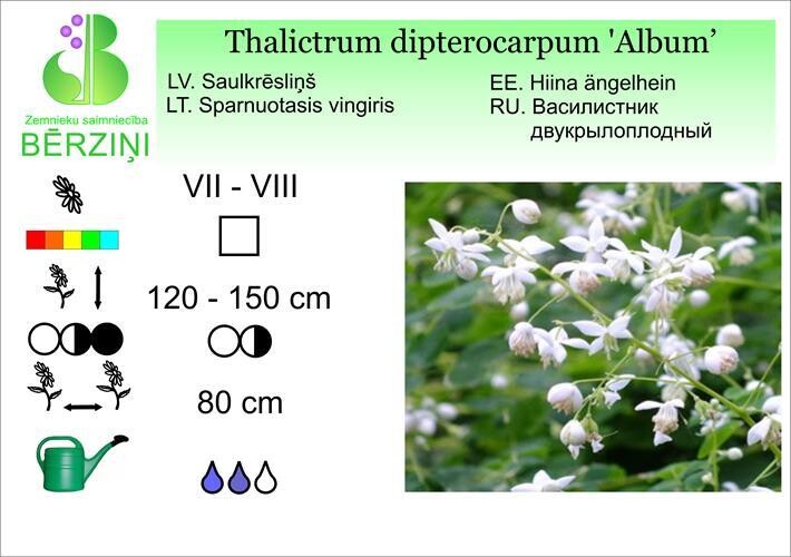 Thalictrum dipterocarpum 'Album', Sauleskrēsliņš
