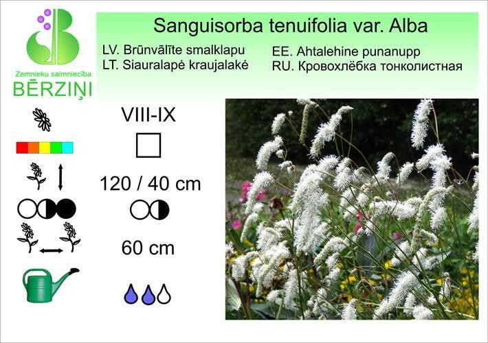 Sanguisorba tenuifolia var. Alba, Brūnvālīte