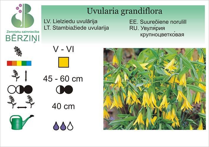 Uvularia grandiflora, Uvulārija