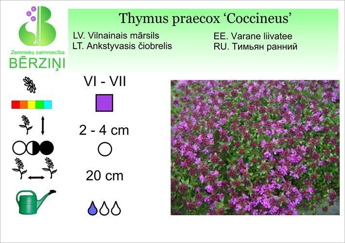 Thymus praecox 'Coccineus', Mārsils