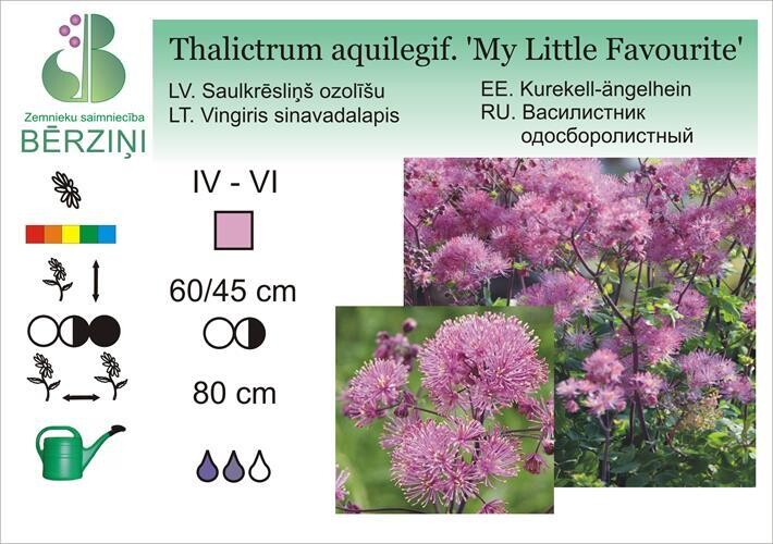 Thalictrum aquilegifolium 'My Little Favourite', Sauleskrēsliņš