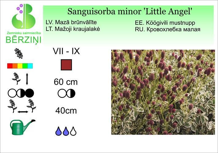Sanguisorba minor 'Little Angel', Brūnvālīte