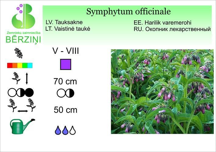 Symphytum officinale, Tauksakne