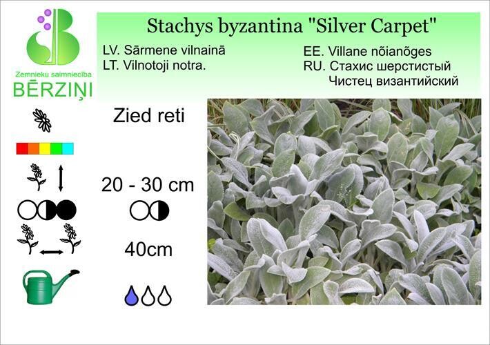 Stachys byzantina "Silver Carpet", Sārmene