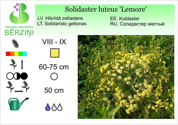 Solidaster luteus 'Lemore', Zeltastere