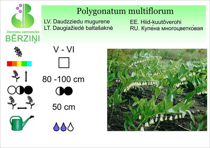 Polygonatum multiflorum, Mugurene