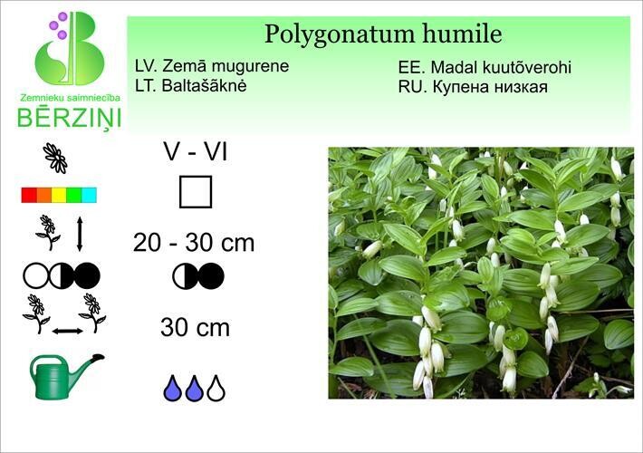 Polygonatum humile, Mugurene