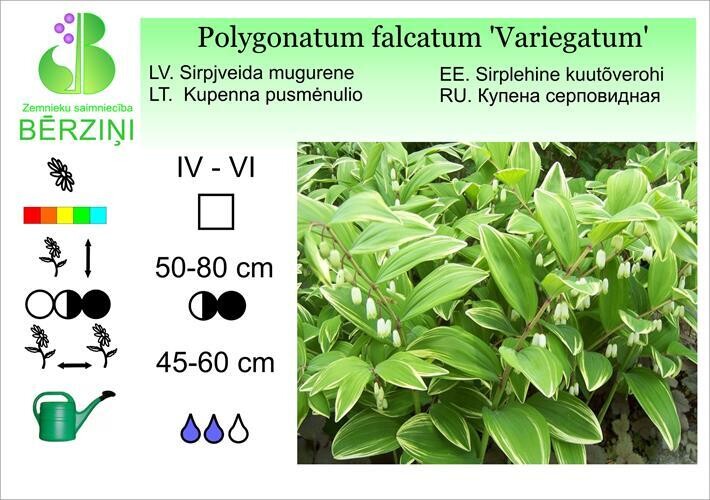 Polygonatum falcatum 'Variegatum', Mugurene