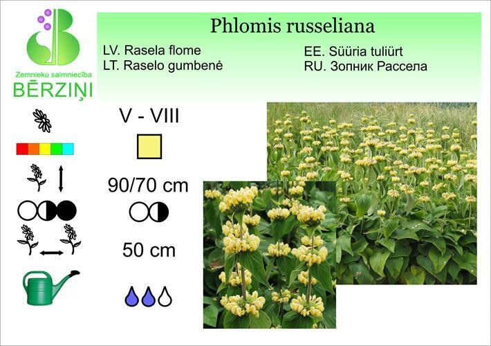 Phlomis russeliana, Flome