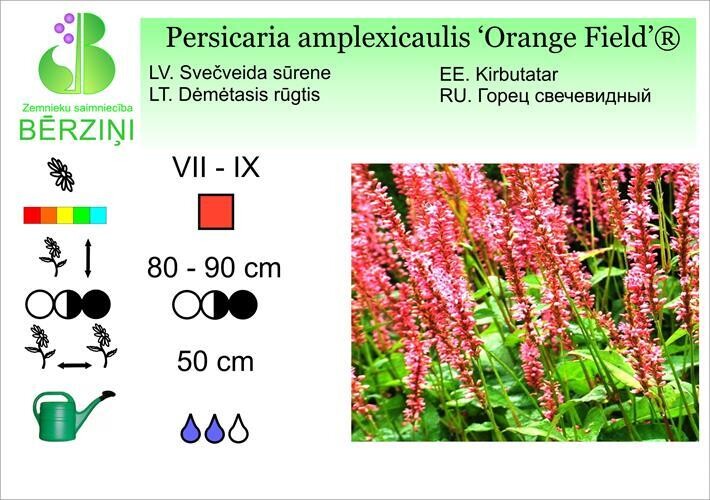 Persicaria amplex. Orange Field®, Sūrene