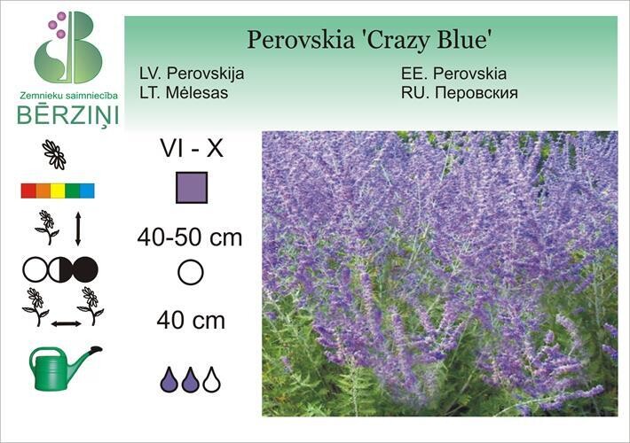 Perovskia 'Crazy Blue', Perovskija