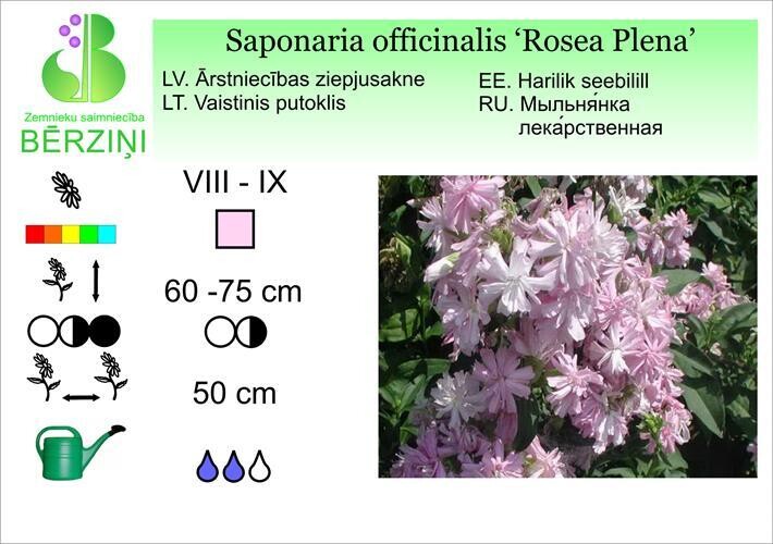 Saponaria officinalis 'Rosea Plena', Ziepjusakne
