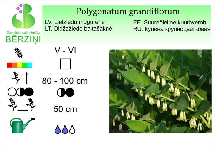 Polygonatum grandiflorum, Mugurene