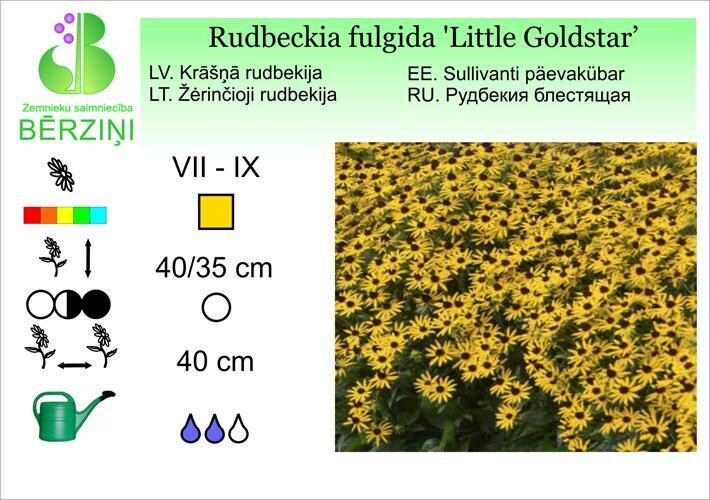 Rudbeckia fulgida 'Little Goldstar', Rudbekija