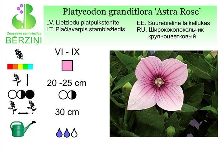 Platycodon grandiflora 'Astra Rose', Platpulkstenīte lielziedu
