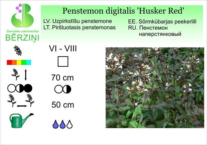 Penstemon digitalis 'Husker Red', Penstemone