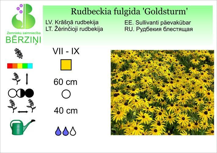 Rudbeckia fulgida 'Goldsturm', Rudbekija