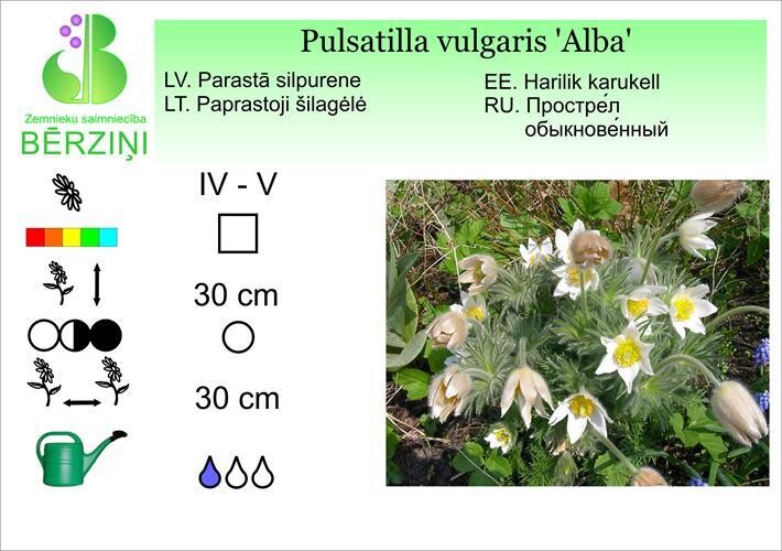 Pulsatilla vulgaris 'Alba', Silpurene