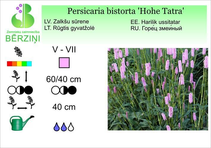 Persicaria bistorta 'Hohe Tatra', Sūrene