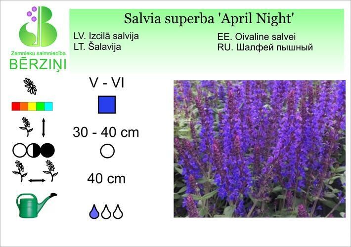 Salvia superba 'April Night', Salvija