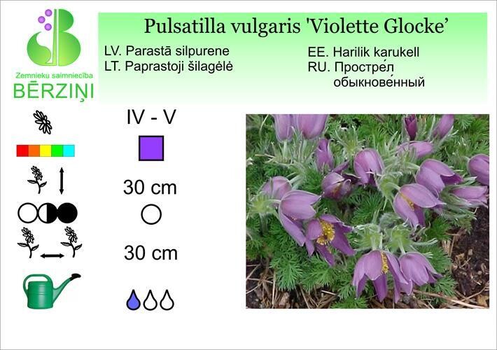 Pulsatilla vulgaris 'Violette Glocke', Silpurene
