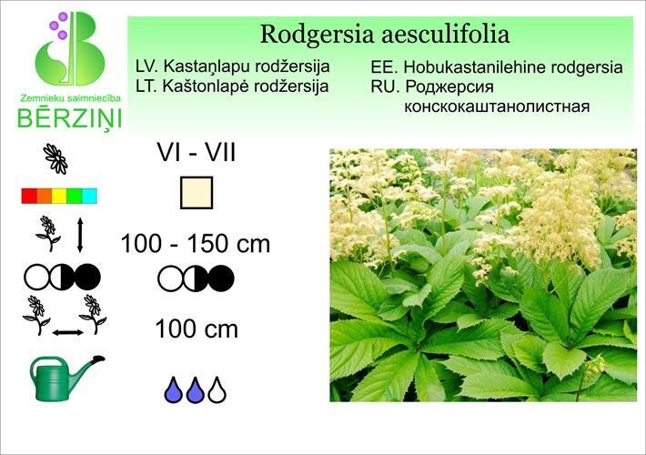 Rodgersia aesculifolia, Rodžersija