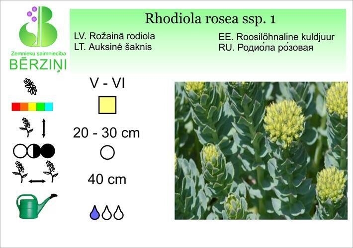 Rhodiola rosea ssp.I, Rodiola