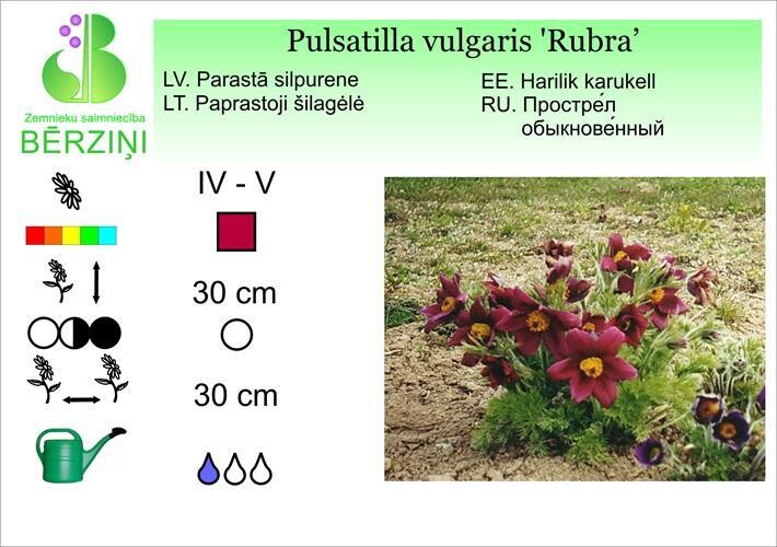 Pulsatilla vulgaris 'Rubra', Silpurene