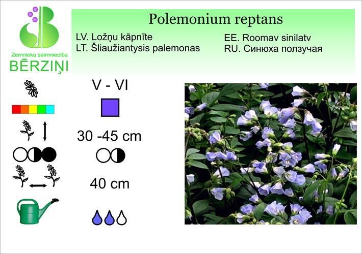 Polemonium reptans, Kāpnīte