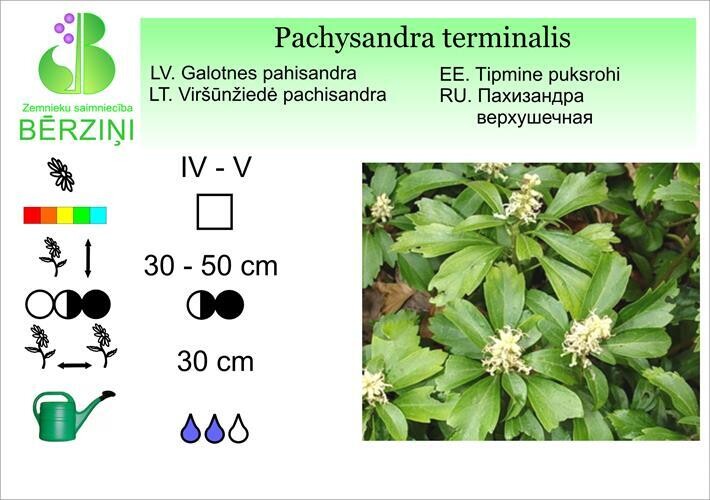 Pachysandra terminalis, Pahisandra