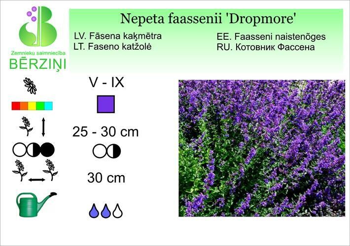 Nepeta faassenii 'Dropmoore',  Kaķmētra