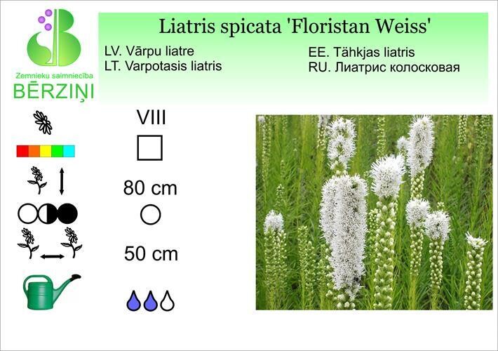 Liatris spicata 'Floristan Weiss', Liatre