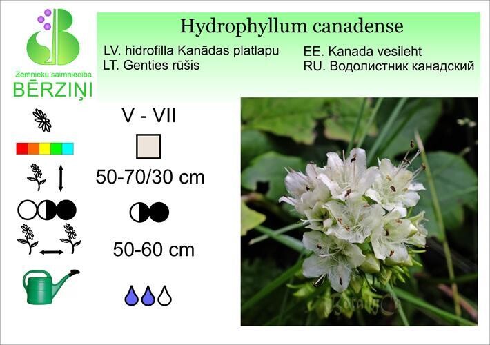 Hydrophyllum canadense, Hidrofilla platlapu