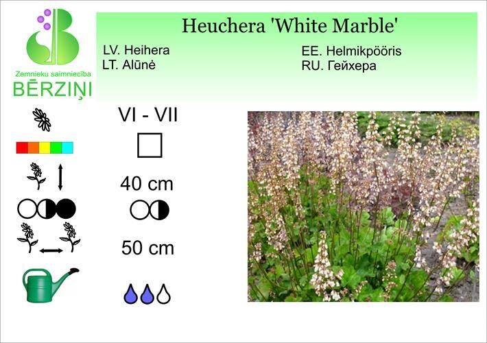 Heuchera 'White Marble', Heihēra