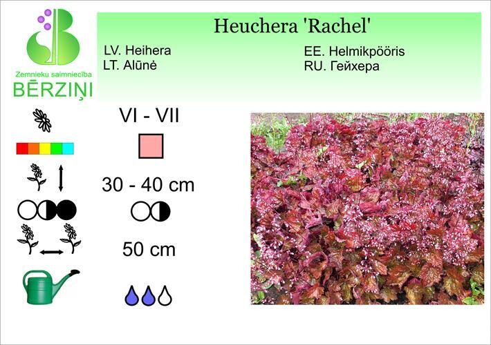 Heuchera 'Rachel', Heihēra