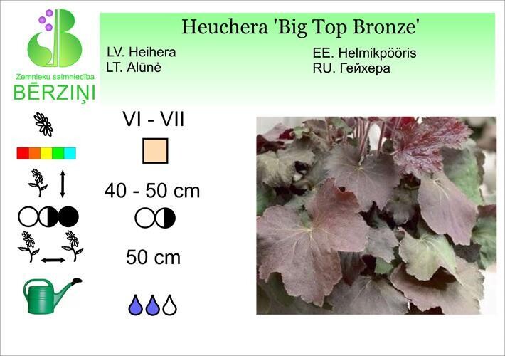 Heuchera 'Big Top Bronze', Heihēra