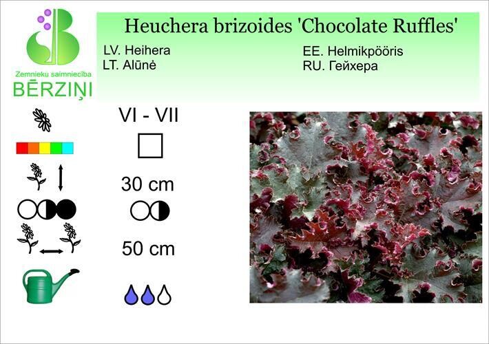 Heuchera 'Chocolate Ruffles', Heihēra