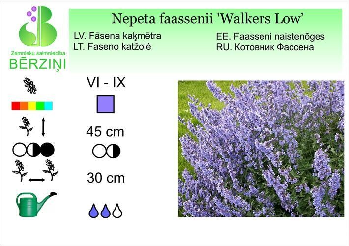Nepeta faassenii 'Walkers Low',  Kaķmētra