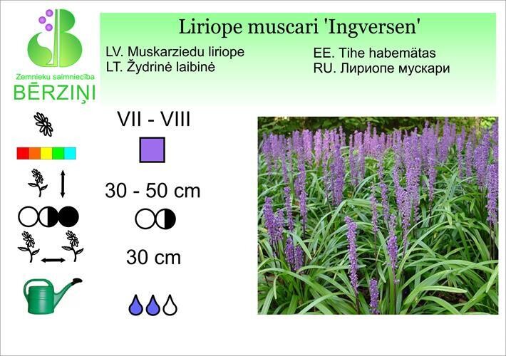 Liriope muscari 'Ingversen', Liriope