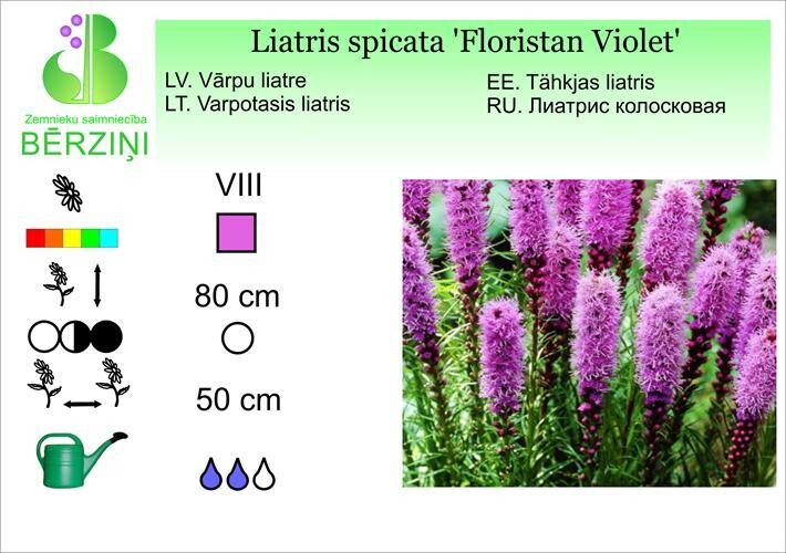Liatris spicata 'Floristan Violet', Liatre
