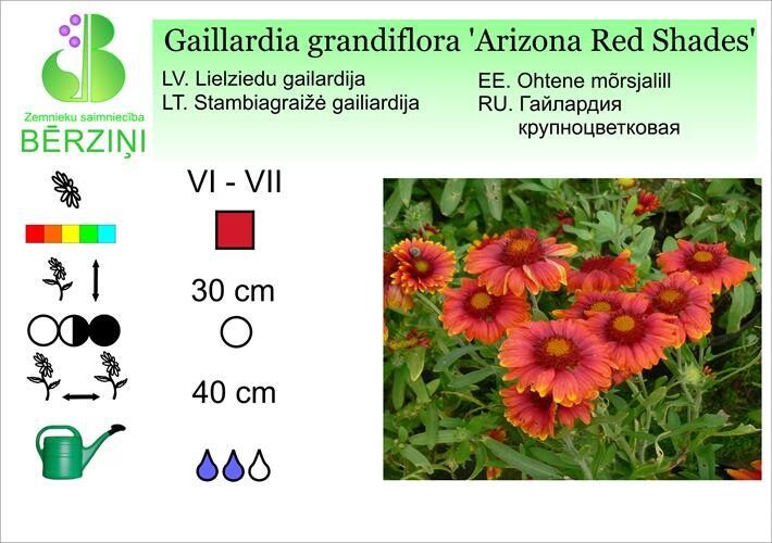 Gaillardia grandiflora 'Arizona Red Shades', Gailardija