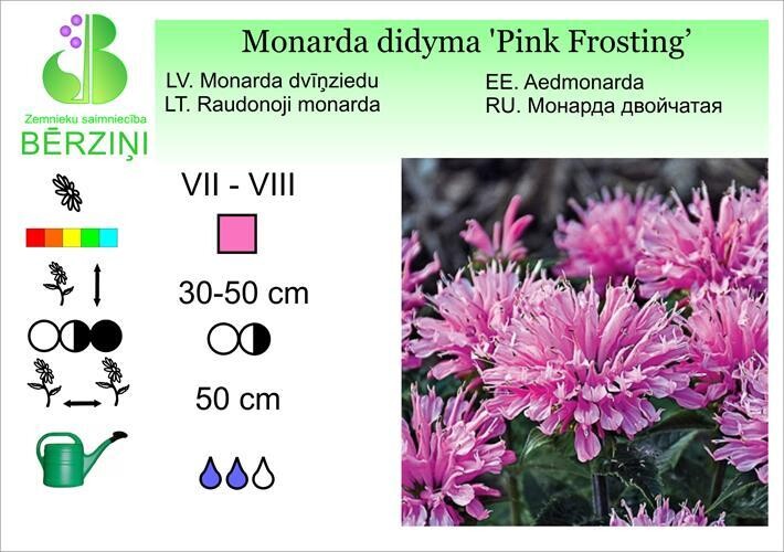 Monarda didyma 'Pink Frosting', Monarda