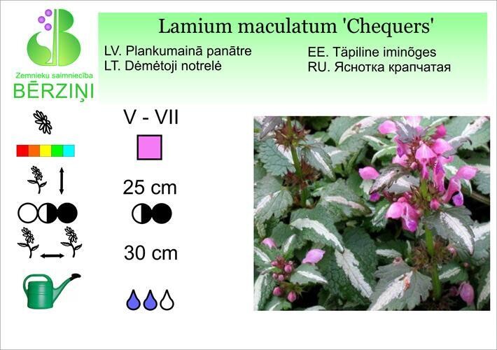 Lamium maculatum 'Chequers', Panātre