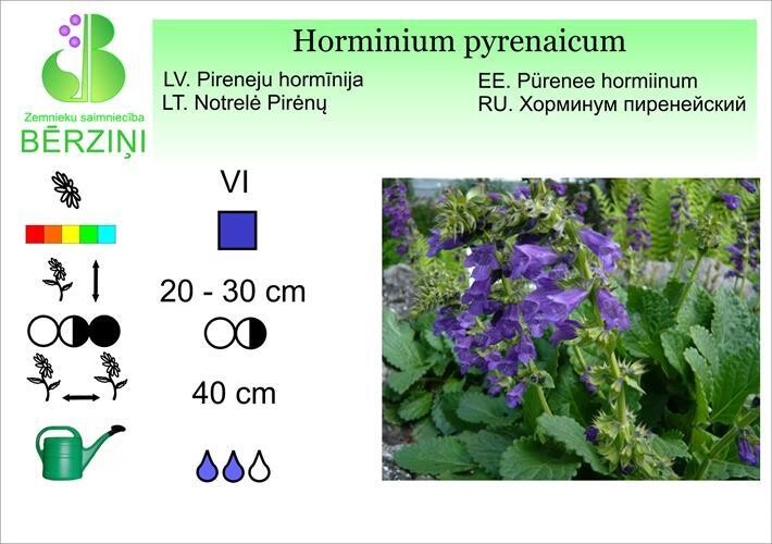 Horminium pyrenaicum, Hormīnija