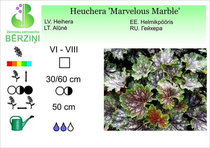 Heuchera 'Marvelous Marble', Heihēra