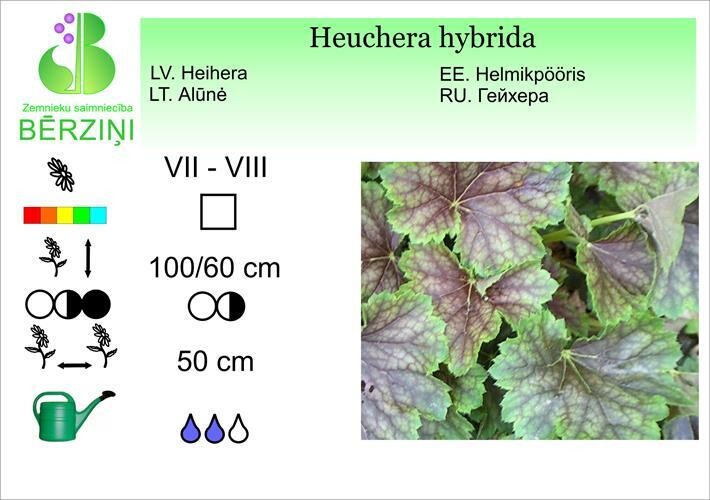Heuchera hybrida I, Heihēra